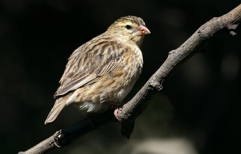 frieda 097.jpg - Lekker geëet....